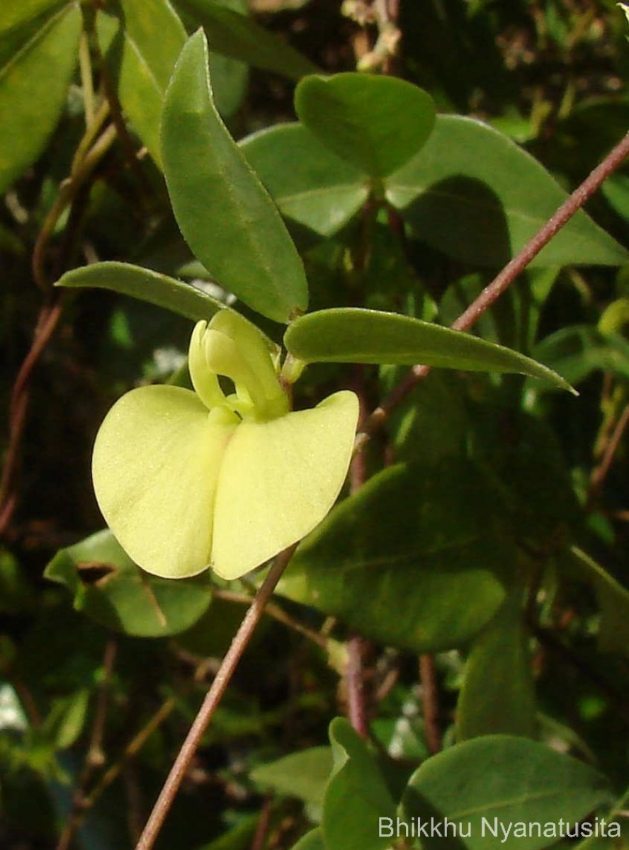 Macrotyloma axillare (E.Mey.) Verdc.